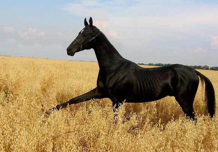 Akhal-Teke hevonen