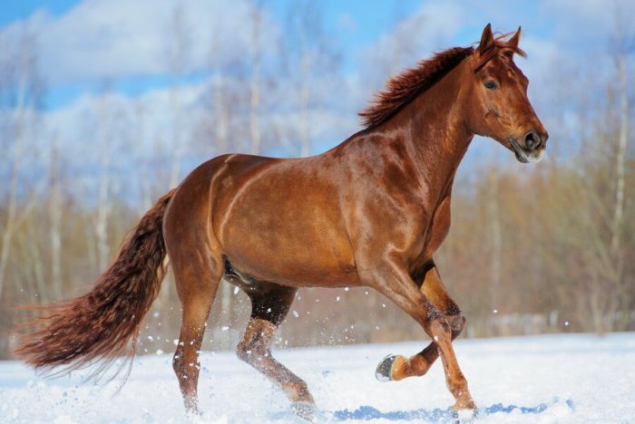 Giống ngựa Budyonnovskaya