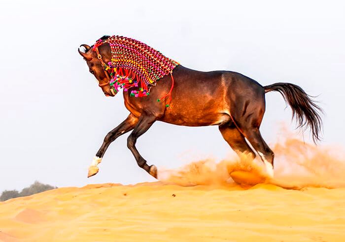 ngựa marwar
