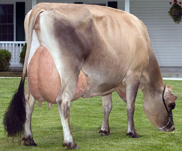 Las vacas tienen cierta curvatura de las extremidades traseras.