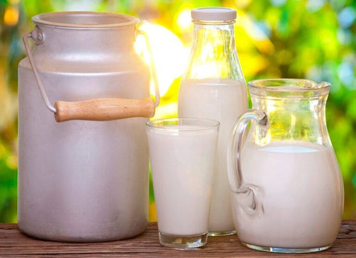 La producción diaria de leche de una vaca puede alcanzar hasta 32 litros