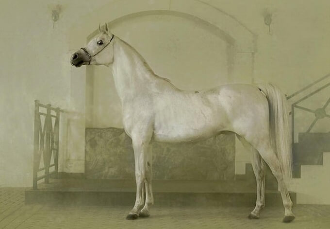 Arabialainen hevonen Smetanka
