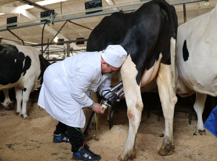 Technique of milking cows by hardware method