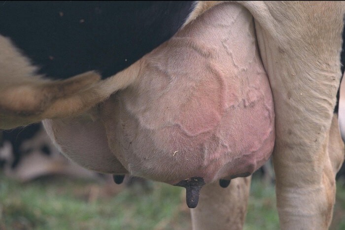mastitis in a cow