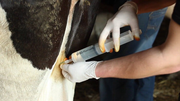 Tratamiento de mastitis en una vaca.