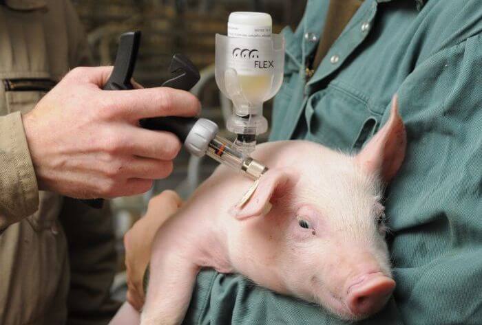Vaksinasi anak babi