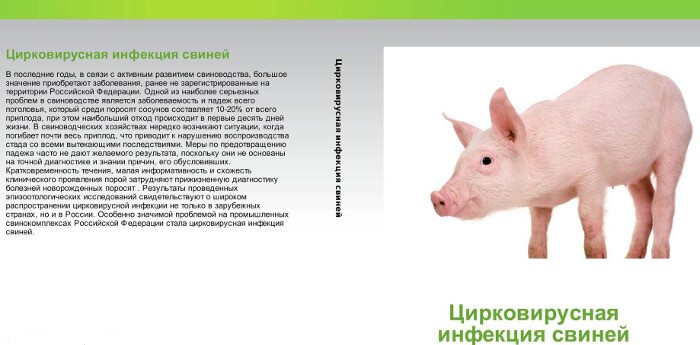 Circovirus infection in piglets