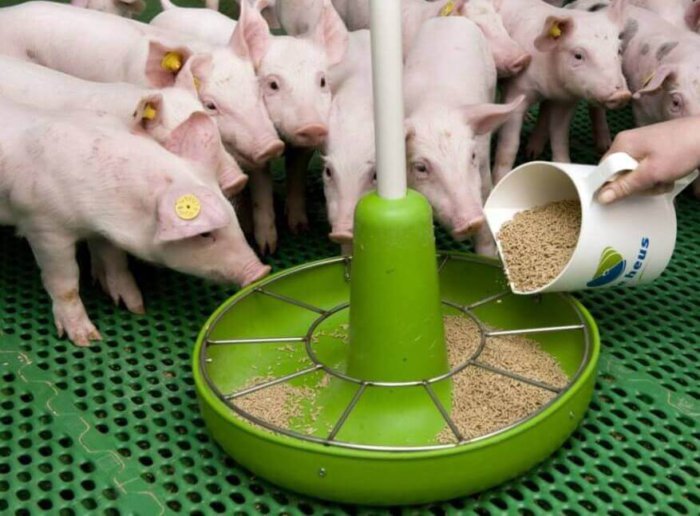 تعزيز التغذية للخنازير الضعيفة