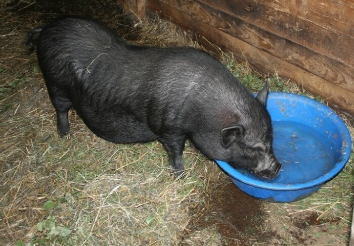 The sow is restricted from drinking