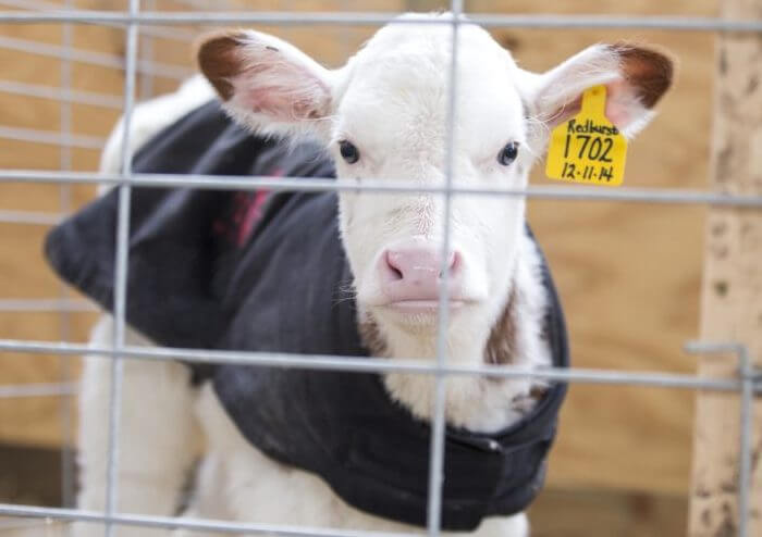 Sick calf in quarantine