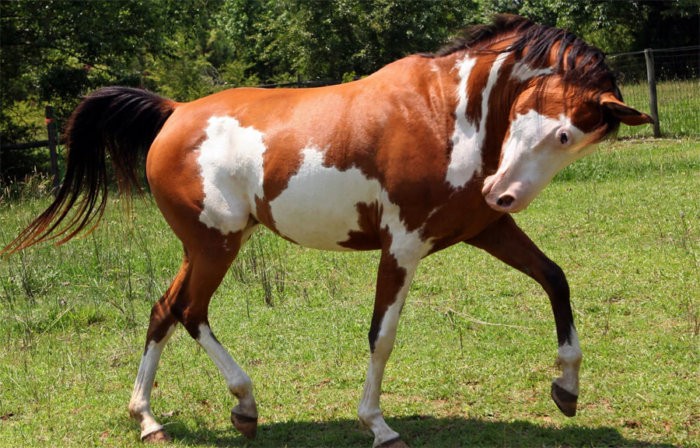 Pinto-paard