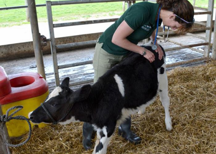 Pemeriksaan anak sapi yang sakit oleh dokter hewan