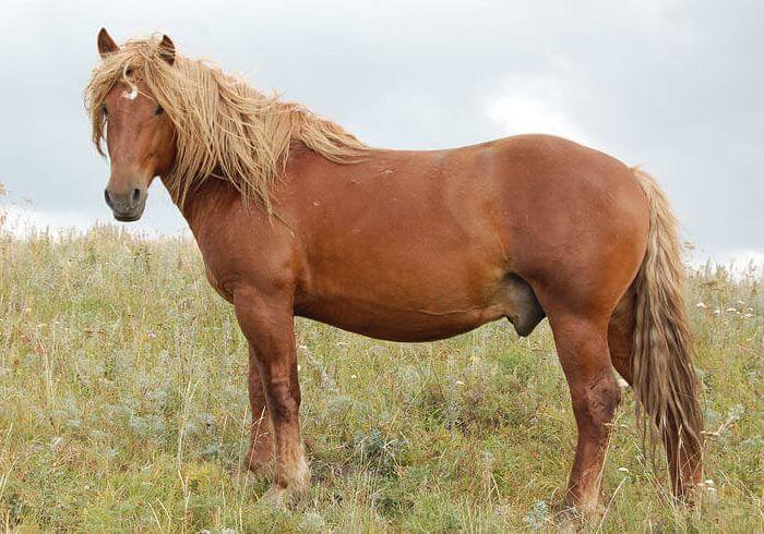 Kazakh horse breed