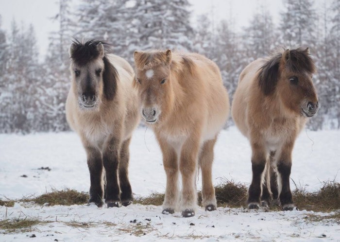 Yakut-paarden