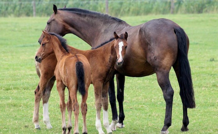 Horse with offspring