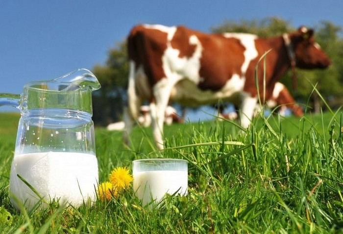 A produção média diária de leite é de 15 a 20 litros