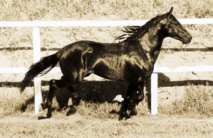 The Mangalarga Marchador breed is characterized by an unusual type of gait.