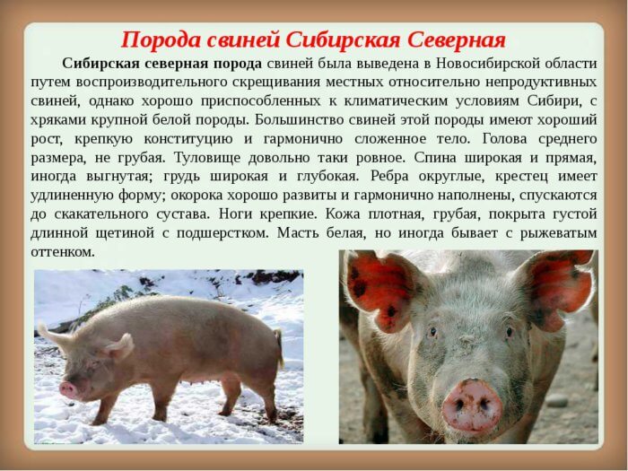 Cerdo del norte de Siberia