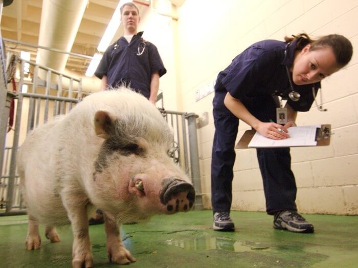 Especialista en ganadería examinando cerdos