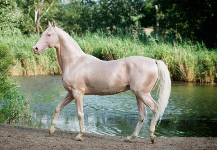 Cavalo Akhal-Teke