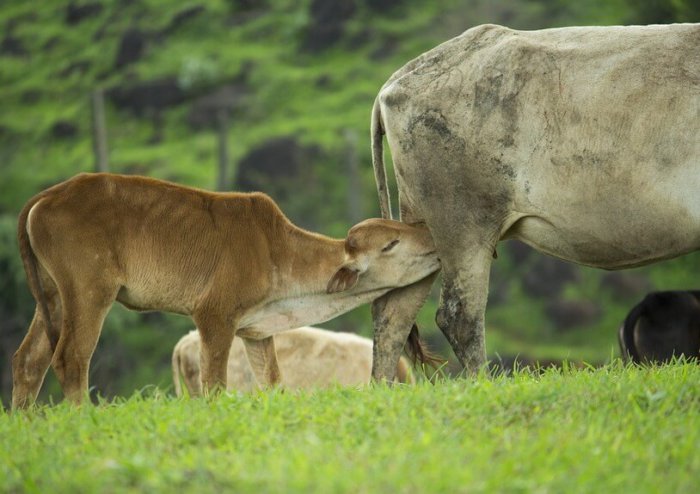 The calf receives its mother's antibodies with milk.