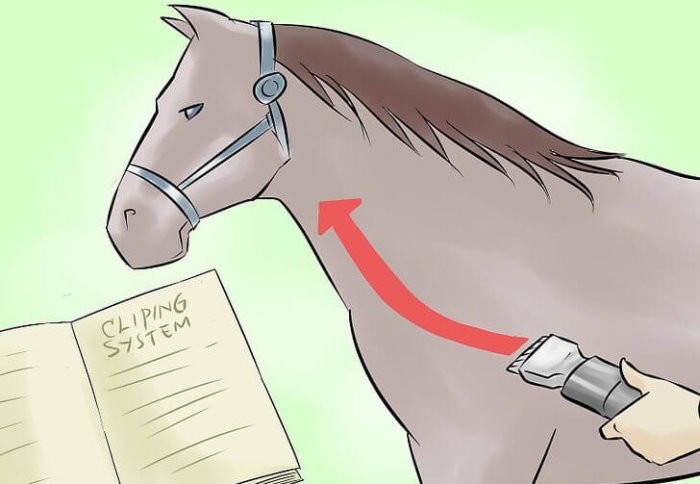 How to cut a horse