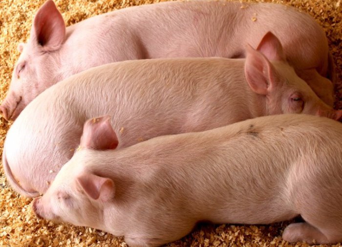 Di ruangan yang pengap, berat badan anak babi perlahan bertambah