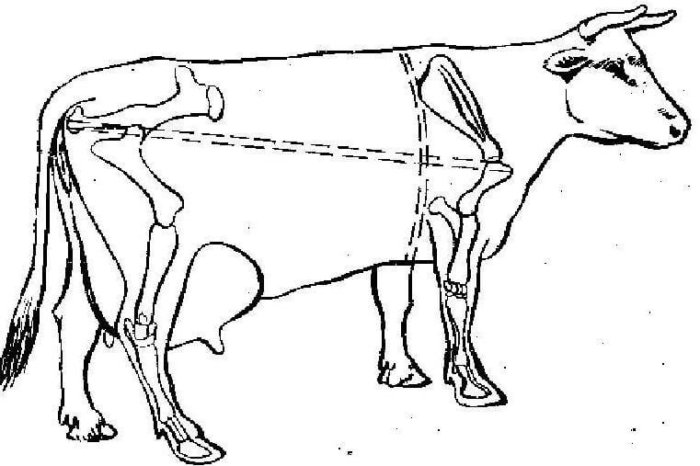 Method for measuring the weight of cattle