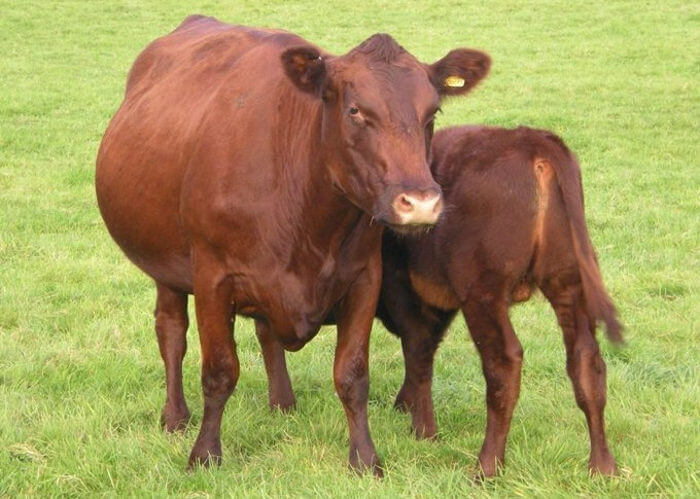 ロシアの無角牛の品種