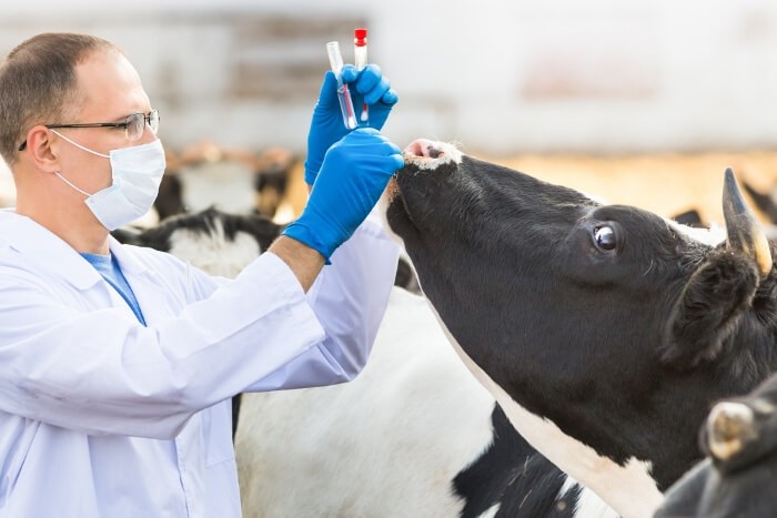 Examen de una vaca enferma por un veterinario.