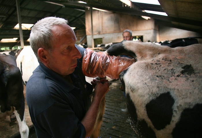 Examining a pregnant cow