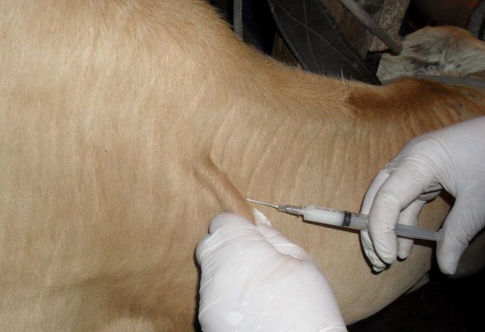 Cow vaccination
