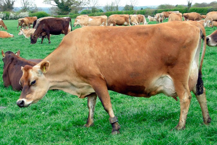 Jerseyská kráva