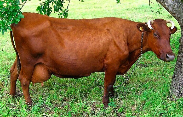 Vaca letona marrón