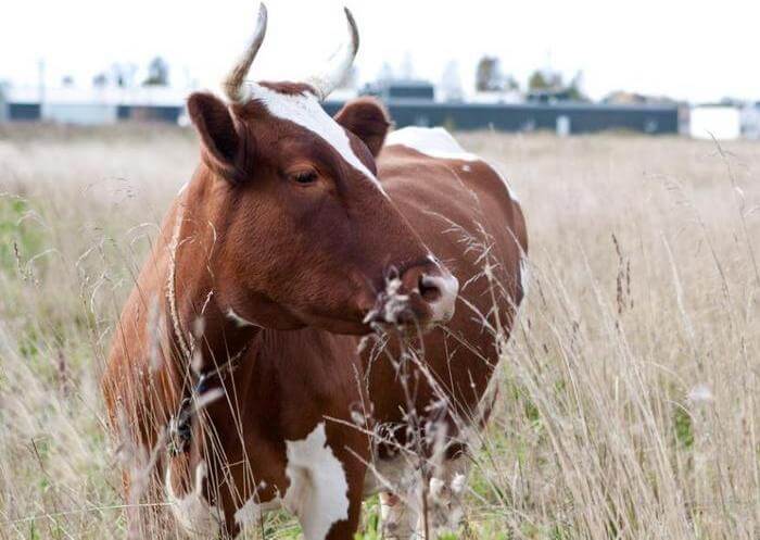 Ayrshiren lehmä