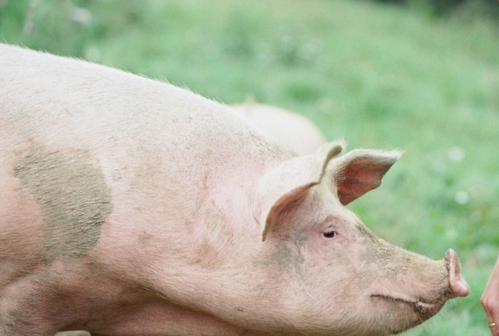 Os porcos muitas vezes sofrem de doenças respiratórias