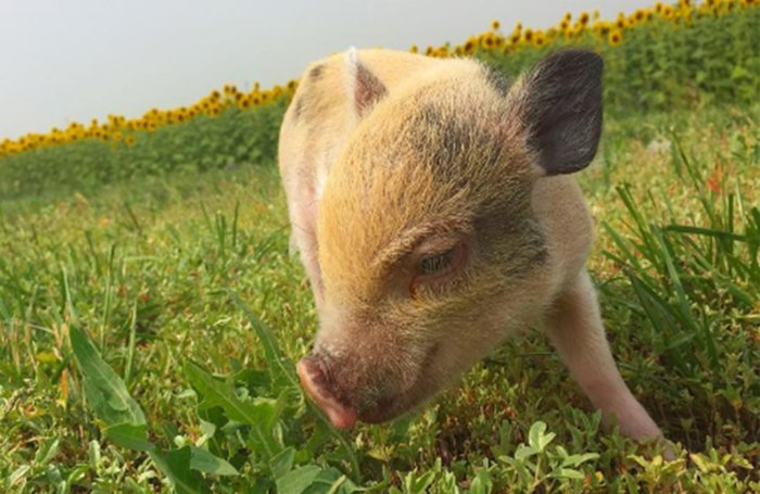 Babi boleh makan herba beracun