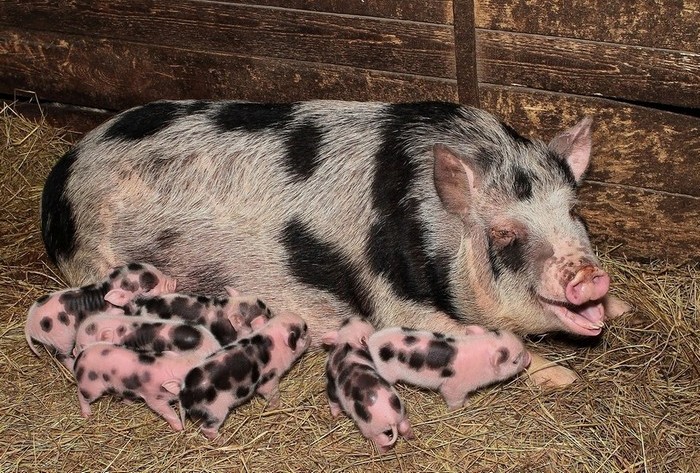 Mirgorod pig with offspring