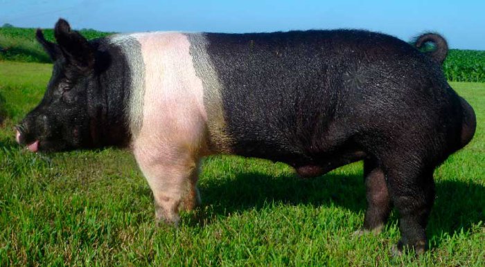 cerdo de hampshire