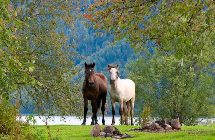 Altai hästar