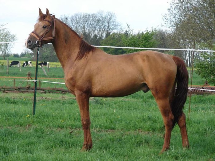 Kushum horse breed