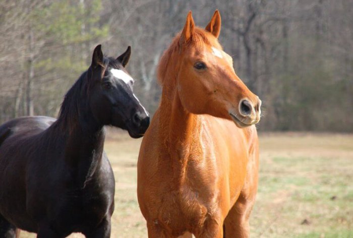 Linha de cavalos da raça Kustanai