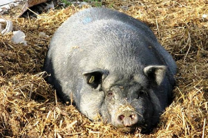 豚はほとんどの場合夜間に出産します。