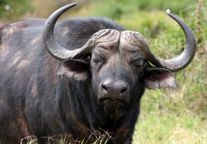 Bospygmee-buffel