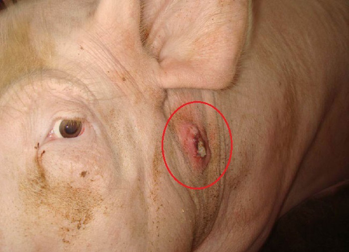 Les porcs à faible immunité souffrent de furonculose