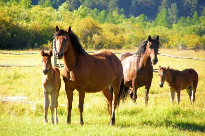 chevaux sauvages