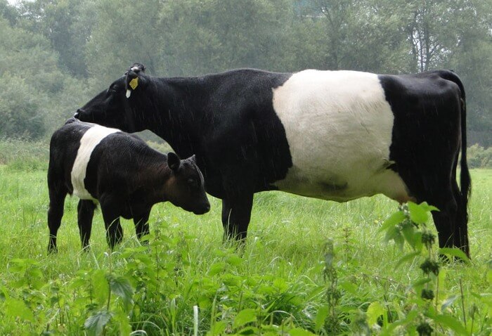 Vaca holandesa com bezerro