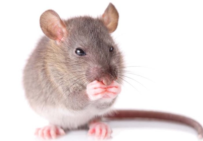 Rodents can be carriers of the disease
