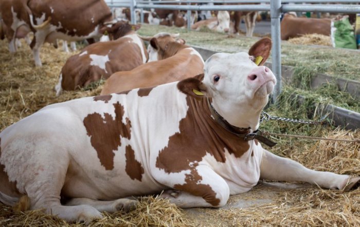 Parálisis corporal en una vaca.