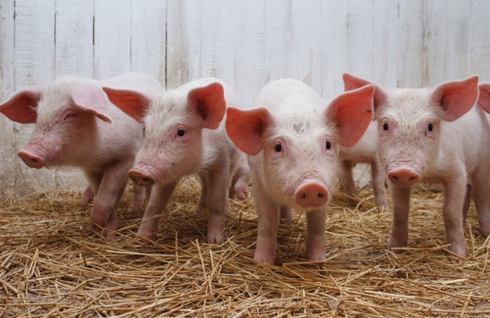 Piglets on the straw